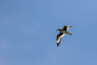 Willet in flight, near Popham beach