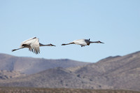 Crane pair on takeoff