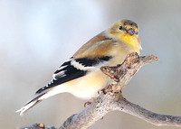 American goldfinch (non-breeding plumage)