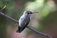 Costa's hummingbird, female