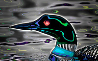 the aura of a common loon