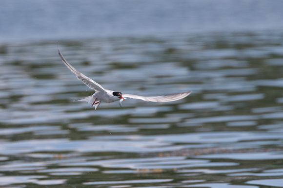 Common Tern with fish