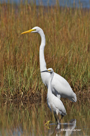 Great egret and Snowy egret
