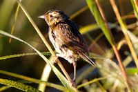 Nelson's sharp-tailed sparrow (juvenile)