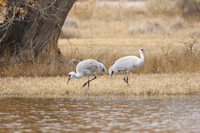 Crane pair under cottonwood tree