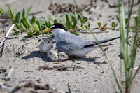 Least Tern with two chicks