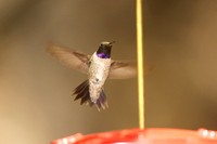 Black-chinned Hummingbird, adult male