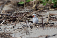 Least Tern chick begging