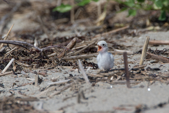 Least Tern chick begging
