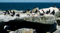 Colony of Atlantic Puffins and Razorbills