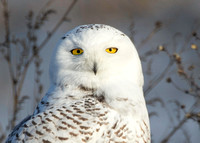 Snowy Owl - head shot