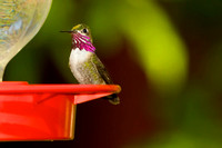 Calliope Hummingbird, adult male breeding plumage