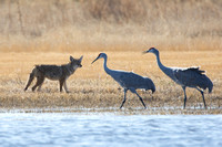 Coyote encounter with two cranes