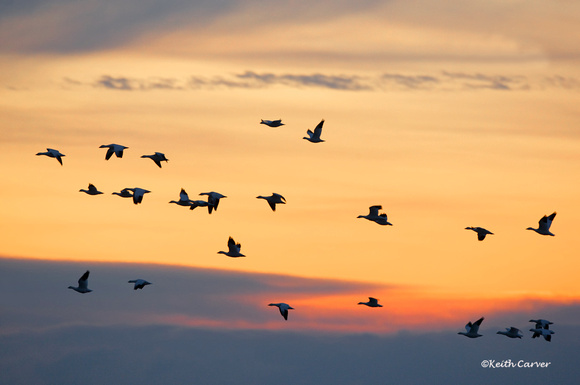 Snow geese at sunrise