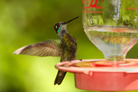 Magnificent Hummingbird, adult male