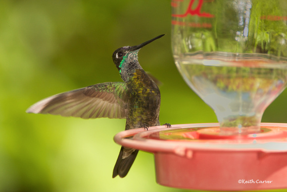 Magnificent Hummingbird, adult male