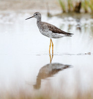 Greater yellowlegs (molting adult)