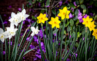 Daffodils in May - Hadley.jpg