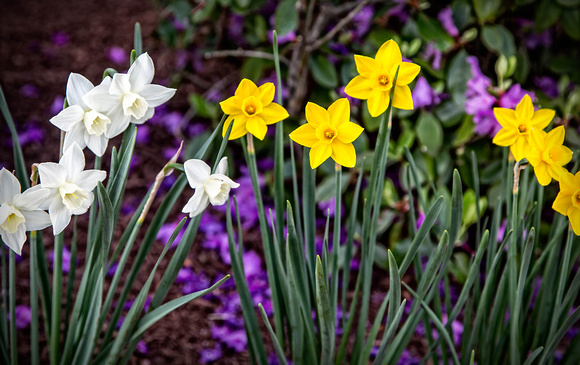 Daffodils in May - Hadley.jpg