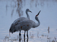 Crane pair, male calling