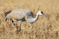 Sandhill crane foraging