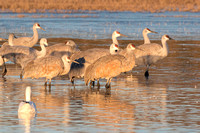 Sandhill cranes facing north in the water