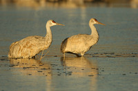 Sandhill crane pair in morning light