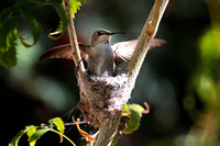 Costa's hummingbird, adult female on nest