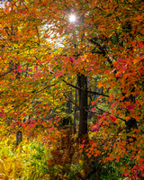 Fall foliage, Quabbin Park