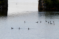 Cormorants waiting for alewives run