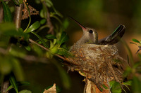 Broad-billed Hummingbird on nest, adult female