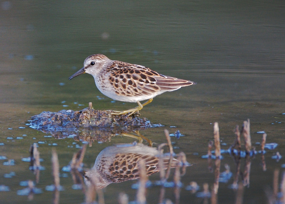 Least sandpiper (molting to first winter)