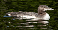 Common loon juvenilie