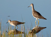 Greater and lesser yellowlegs