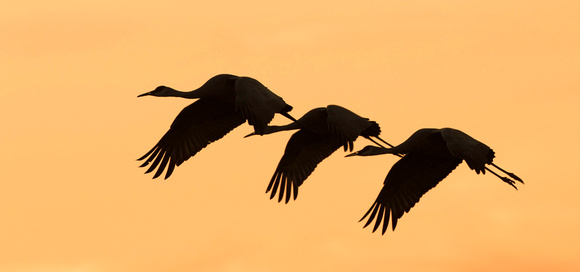 Sandhill cranes, silhouette at dusk