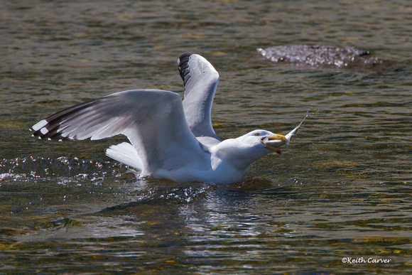 RIng-billed Gull with alewife