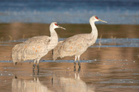 Two Sandhill cranes