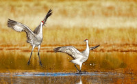 Dancing Sandhill Cranes