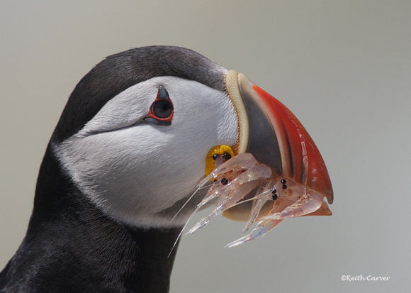 Puffin with shrimp