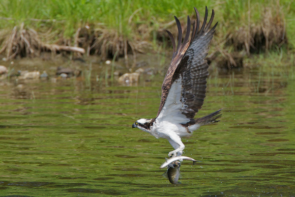 Osprey with two alewives!