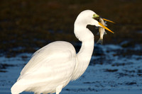 Great egret with breakfast