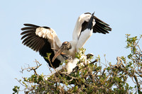 Wood Storks, pair-bond nesting