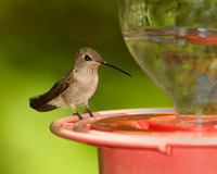 Black-chinned Hummingbird, adult female