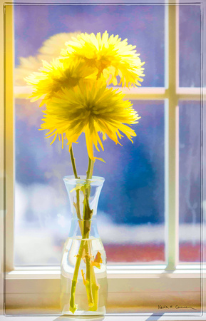 Chrysanthemums in our kitchen window