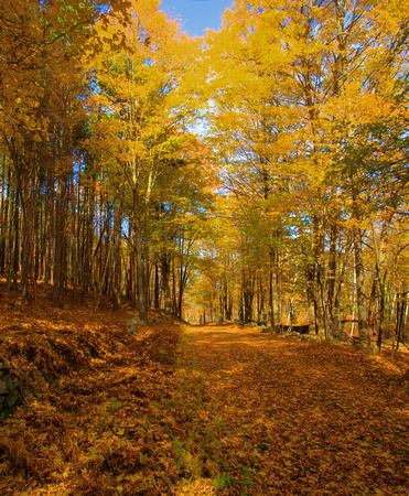 Fall-foliage-old-trail-Quabbin-Oct2009