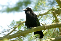 Adult raven (female)