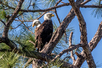Bald Eagles, "Ozzie and Harriet" - N. Fort Myers 17Jan2015