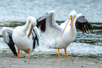 American White Pelicans preening - Ding 11Jan2015