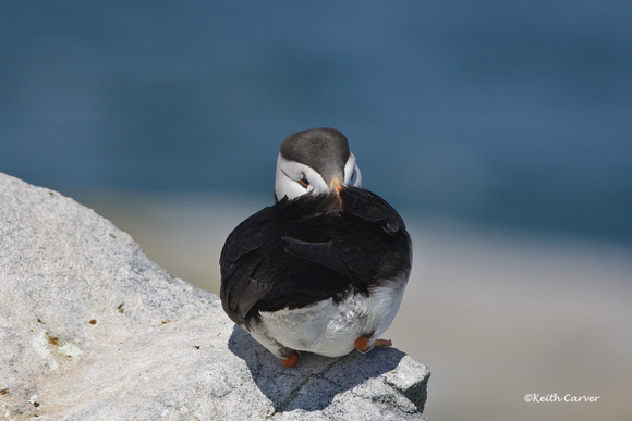 Puffin at rest