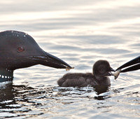 feeding the loon chick